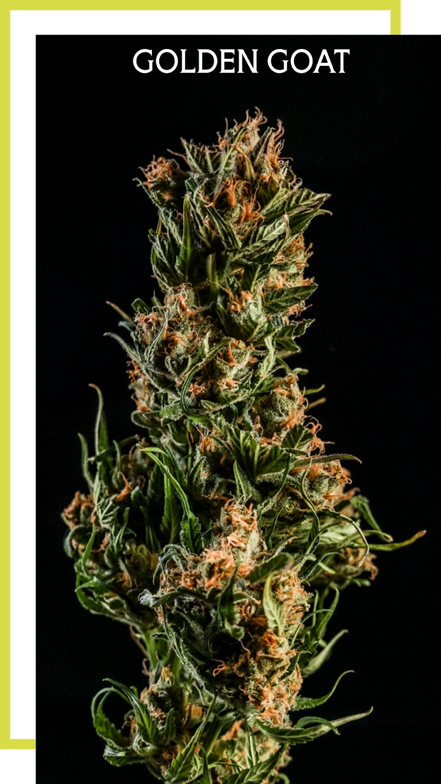 BOLD Team’s Golden Goat strain flower bud showing dense trichome coverage and orange pistils on black background.