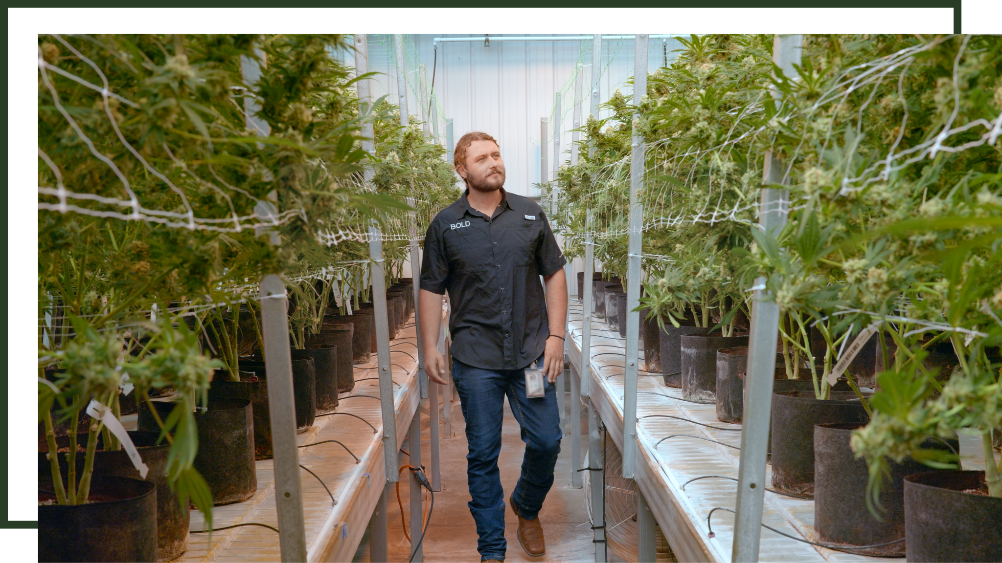 Grayson Faught BOLD Cannabis Director of Cultivation walking through BOLD’s greenhouse rows of mature cannabis plants in hydroponic growing system.